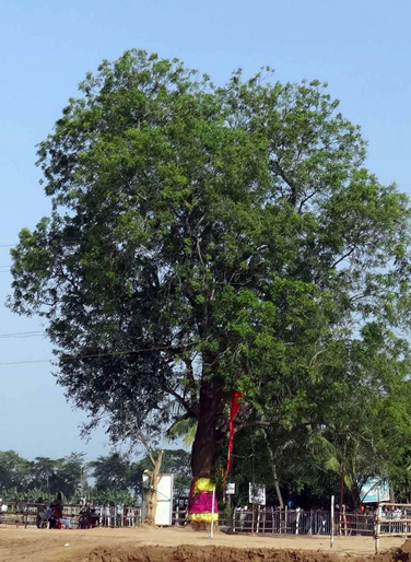 बन यग यात्रा के लिए चुना गया पेड़।